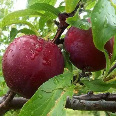 Слива КЛЕОПАТРА в Полоцке