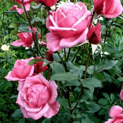 Роза ЭЙФЕЛЕВА БАШНЯ чайно-гибридная в Полоцке