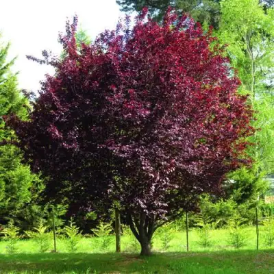 Слива НИГРА растопыреная в Полоцке