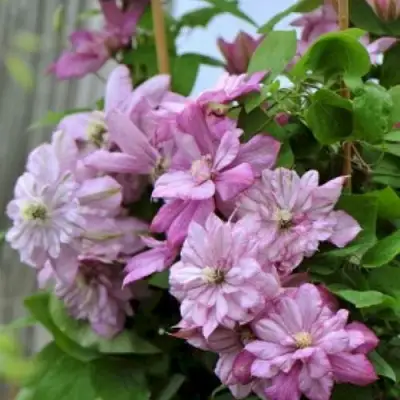 Клематис ИННОСЕНТ ГЛАНС в Полоцке