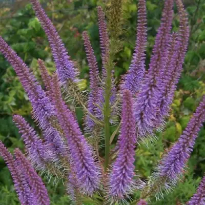 Вероникаструм ФАСЦИНЕЙШН в Полоцке