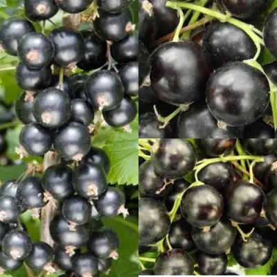 Комплект ЧЕРНАЯ СИЛА в Полоцке