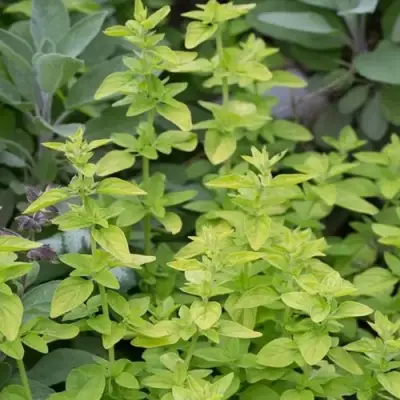 Душица ТАМБЛС ВАРИЕТИ обыкновенная в Полоцке