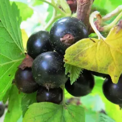 Смородина чёрная КАТЮША в Полоцке