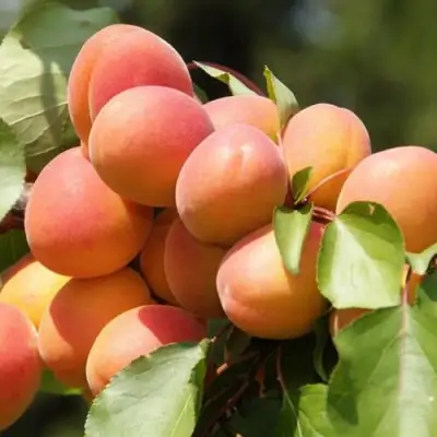 Абрикос КРАСНОЩЁКИЙ