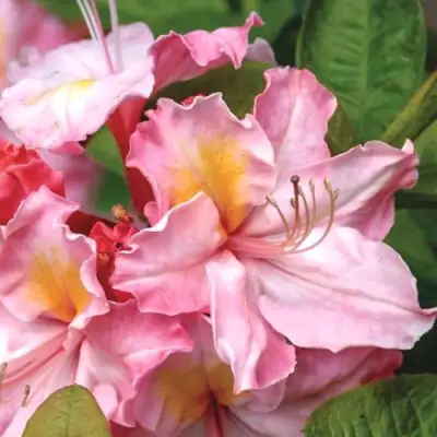 Азалия СЕССИЛЬ листопадная в Полоцке