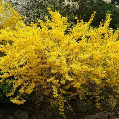 Форзиция ГОЛДЗАУБЕР средняя в Полоцке