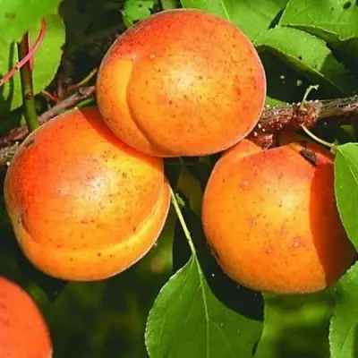 Абрикос СПАДЧЫНА в Полоцке