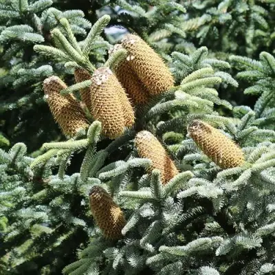 Пихта благородная в Полоцке