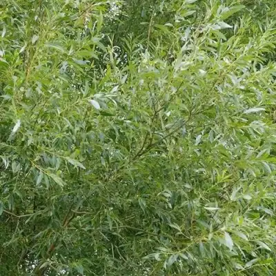 Ива ВИТЕЛЛИНА белая  в Полоцке