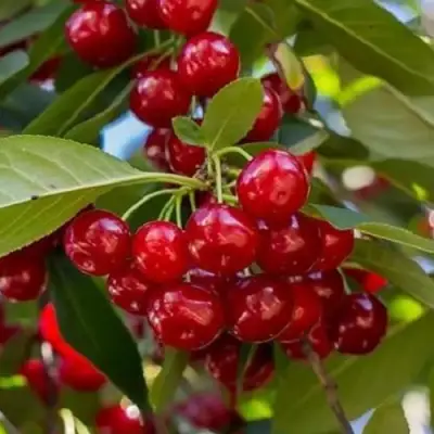 Вишня ГИРЛЯНДА в Полоцке