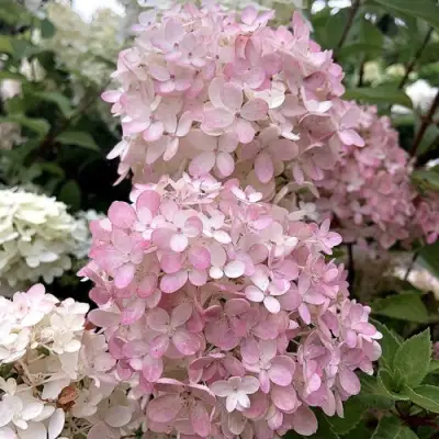 Гортензия БОМБШЕЛ метельчатая в Полоцке