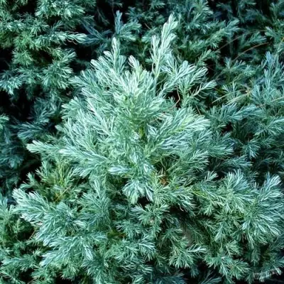 Кипарисовик БУЛЕВАРД горохоплодный в Полоцке