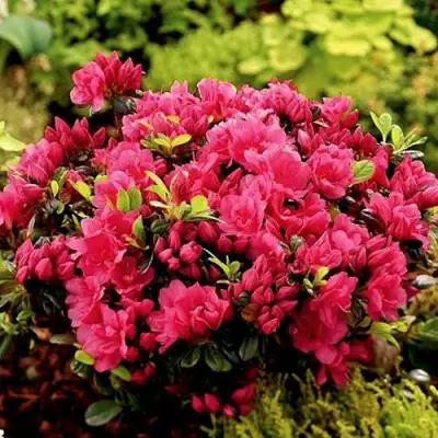 Азалия КАНЗОНЕТТА японская в Полоцке