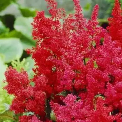 Астильба ЭТНА Арендса в Полоцке