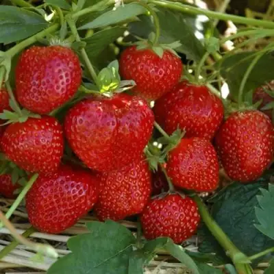 Клубника ЗЕНГА-ЗЕНГАНА в Полоцке