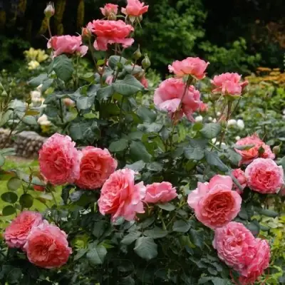 Роза ЛОРАН КАБРОЛЬ шраб в Полоцке