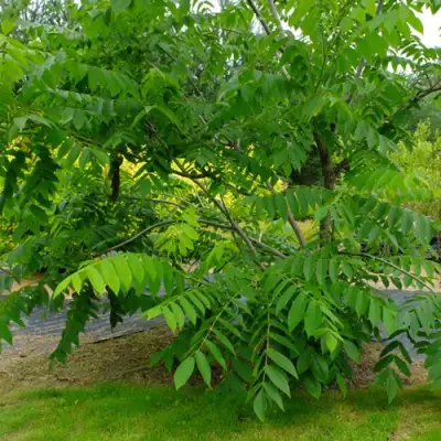 Орех МАНЬЧЖУРСКИЙ в Полоцке