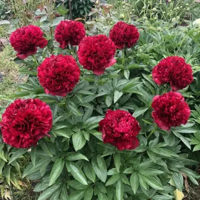 Пион ГАЛАКТИКА травянистый в Полоцке