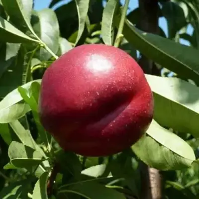 Нектарин БИГ-ТОП в Полоцке