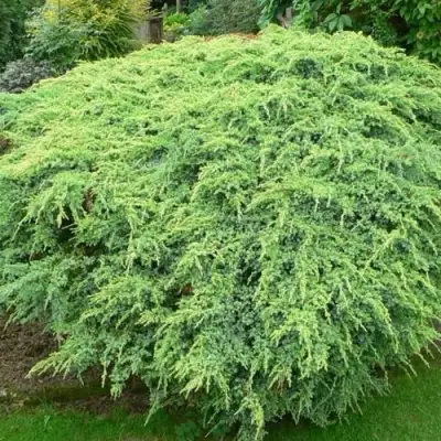 Можжевельник ХОЛГЕР чешуйчатый в Полоцке