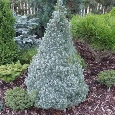 Ель САНДЕРС БЛЮ канадская в Полоцке