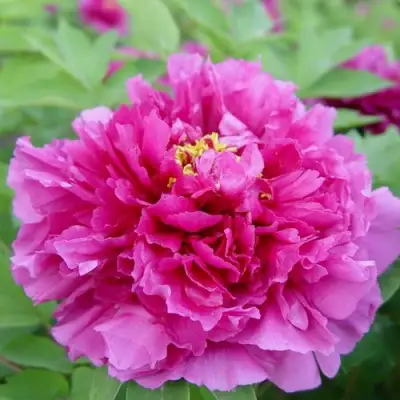 Пион ЛИЛОВАЯ ФАНТАЗИЯ древовидный в Полоцке