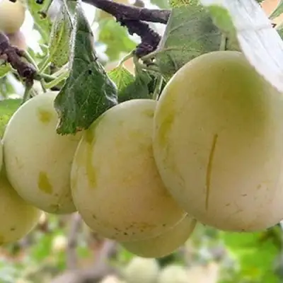 Слива УТРО в Полоцке