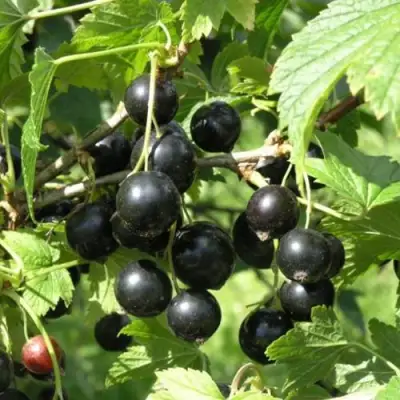 Смородина чёрная ПАМЯТЬ ВАВИЛОВА в Полоцке