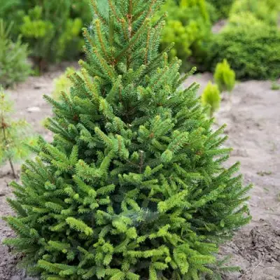 Ель КОМПАКТА обыкновенная в Полоцке