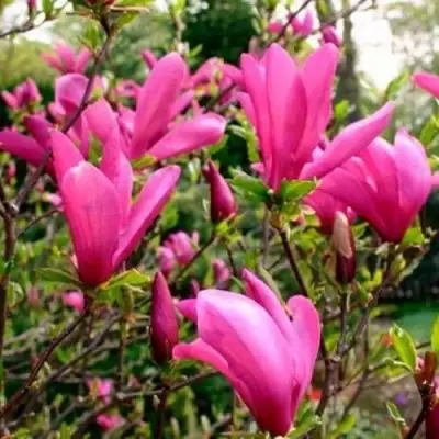 Магнолия СЬЮЗАН в Полоцке