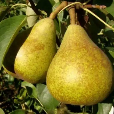 Груша ГЕНЕРАЛ ЛЕКЛЕРК в Полоцке