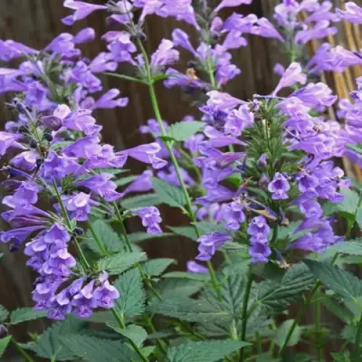 Котовник БЛЮ ДРИМС полусидячий в Полоцке