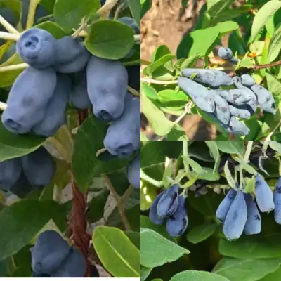 Комплект СЕВЕРНЫЕ ВИТАМИНЫ в Полоцке