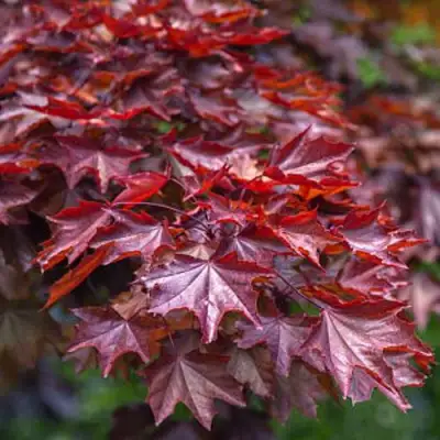 Клен КРИМСОН КИНГ остролистный в Полоцке