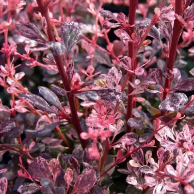 Барбарис АРЛЕКИН тунберга в Полоцке