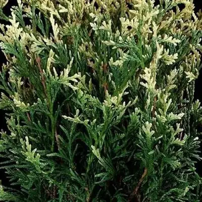 Туя ГОЛД ПЕРЛ западная в Полоцке