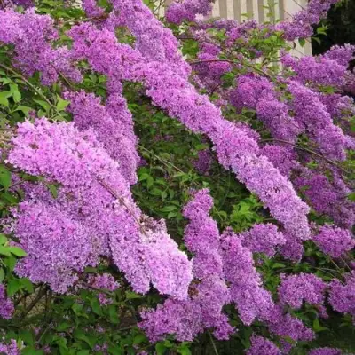 Сирень КИТАЙСКАЯ в Полоцке