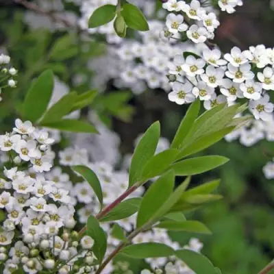 Спирея АРГУТА в Полоцке