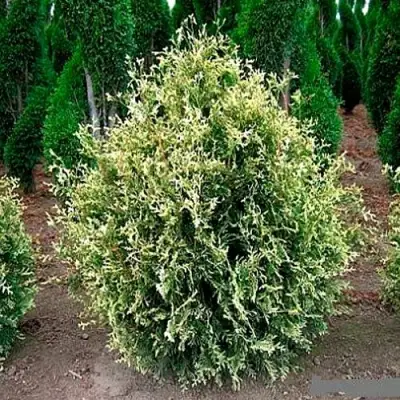 Туя ГОЛД ПЕРЛ западная в Полоцке