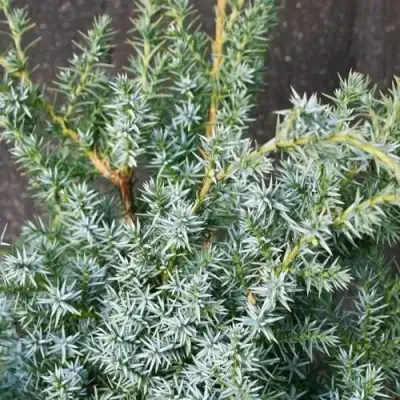 Можжевельник БЛЮ АЛЬПС китайский  в Полоцке