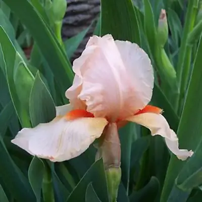 Ирис ПАТИ ДРЕСС бородатый в Полоцке