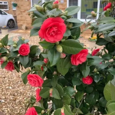 Камелия ЛЕДИ КЭМПБЕЛЛ в Полоцке