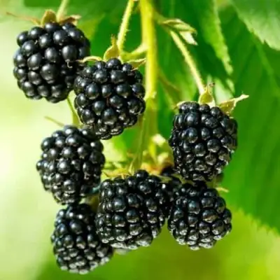 Ежевика КИТАНИНИ бесшипная  в Полоцке