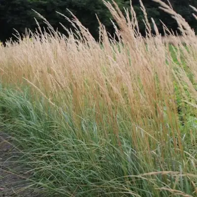 Вейник КАРЛ ФОРСТЕР остроцветковый в Полоцке