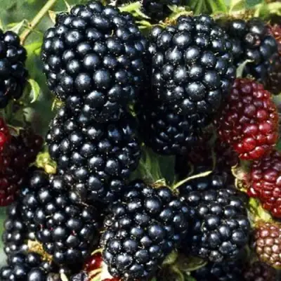 Ежевика ЭВЕРГРИН бесшипная  в Полоцке