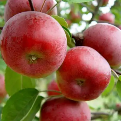 Яблоня ПОСПЕХ в Полоцке