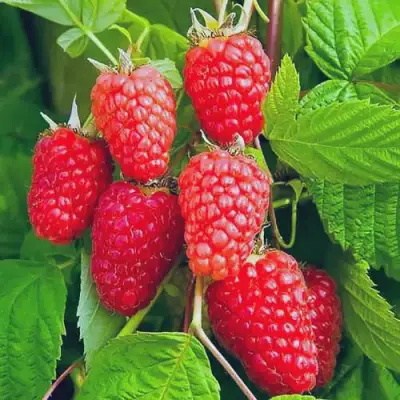 Малина МАРАСТАР в Полоцке