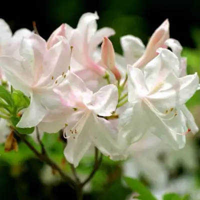 Азалия УАЙТ ЛАЙТС листопадная в Полоцке