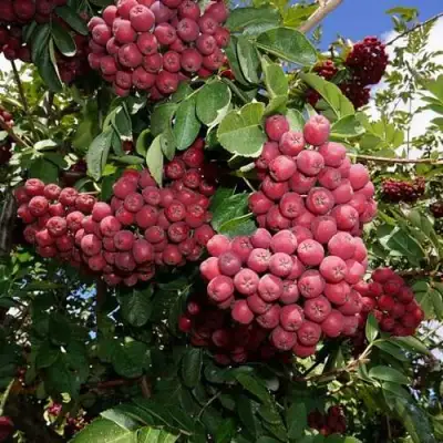 Рябина ТИТАН сладкоплодная  в Полоцке